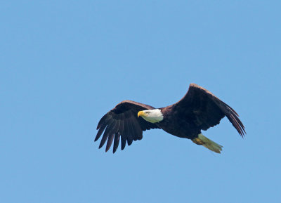 Bald Eagle, flying 3/30/17