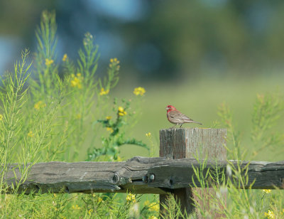 House Finch, male