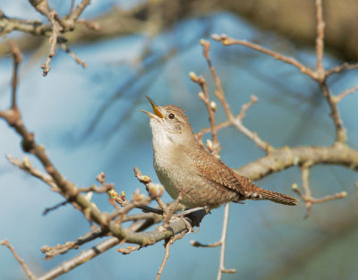 House Wren, male singing