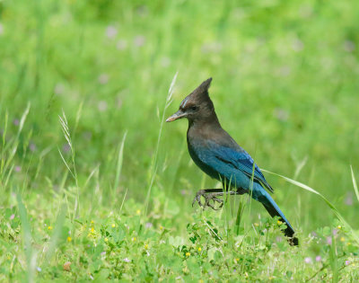 Steller's Jay, hopping