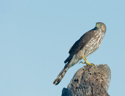 Cooper's Hawk, first-cycle