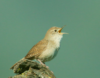 House Wren, singing male