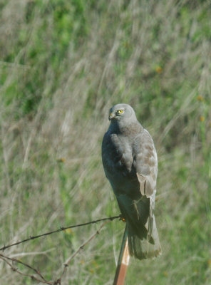 Northern Harrier, male