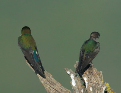 Violet-green Swallows, pair, dorsal view