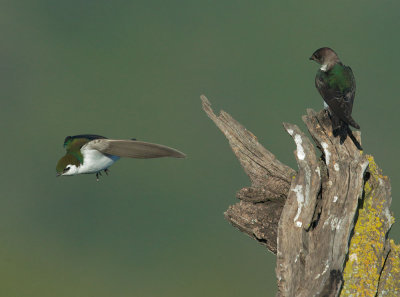 Violet-green Swallows, pair, male taking flight