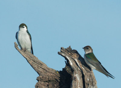Violet-green Swallows, pair