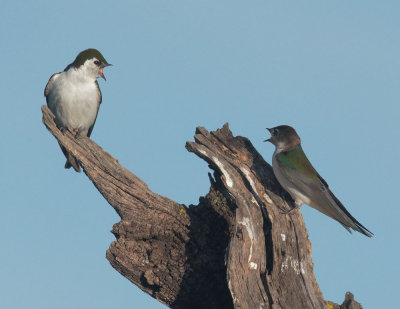 Violet-green Swallows, pair interacting