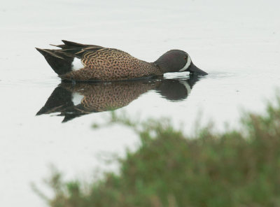 Blue-winged Teal. male