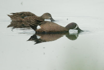 Blue-winged Teals, pair