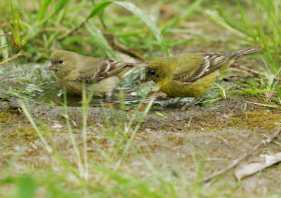 Lesser Goldfinches, female and immature male