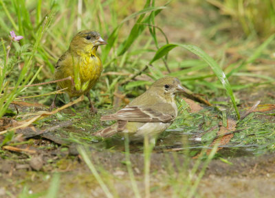 Lesser Goldfinches, female and immature male