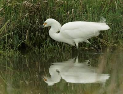 Snowy Egret