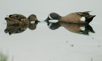 Blue-winged Teal, Pair