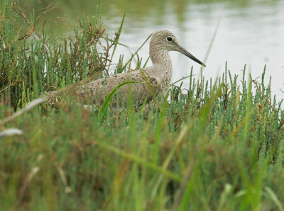 Willet, breeding plumage