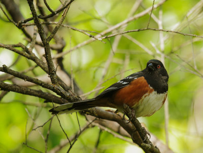 Spotted Towhee, male