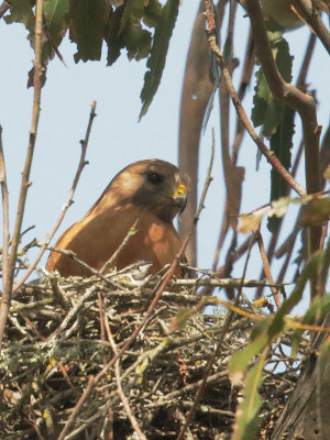 Red-shouldered Hawk, incubating