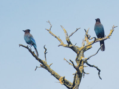 Steller's Jays