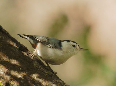 White-breasted Nuthatch