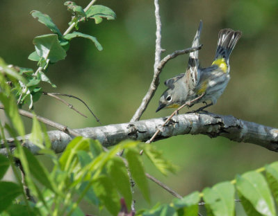 Yellow-rumped Warbler, Audubon's breeding female