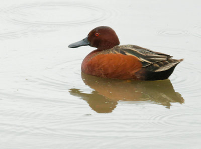 Cinnamon Teal, male