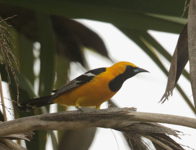 Hooded Oriole, male