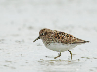 Least Sandpiper, breeding plumage