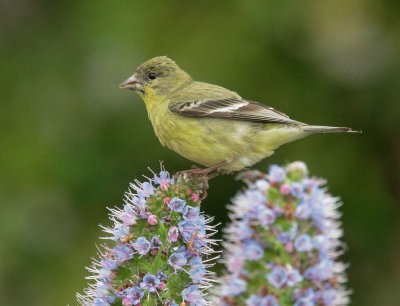 Lesser Goldfinch, first-cycle male