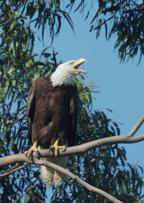 Bald Eagle 4/19/17