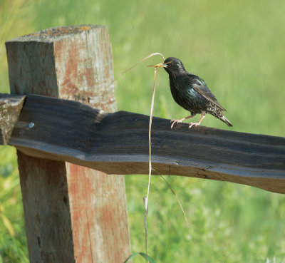 European Starling, with nesting material