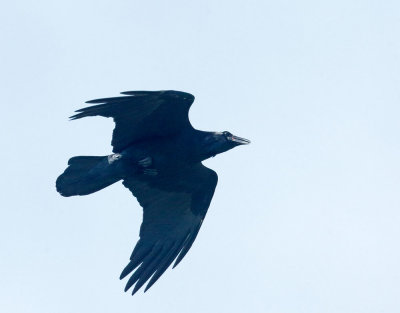 Common Raven, flying