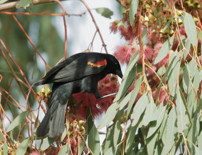 Red-winged Blackbird, typical male