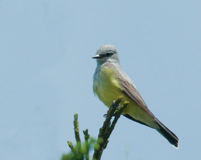 Western Kingbird