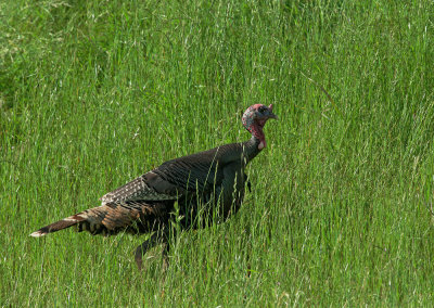 Wild Turkey, male