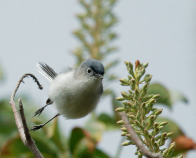 Blue-gray Gnatcatcher, male, taking off