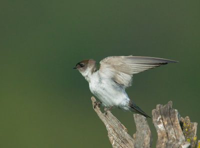 Violet-green Swallow, female