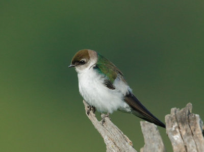 Violet-green Swallow, female