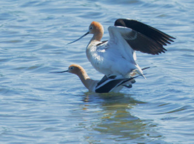 American Avocets, mating