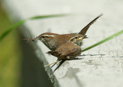 Bewicks Wrens, adult feeding fledgling