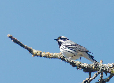 Black-throated Gray Warbler, male