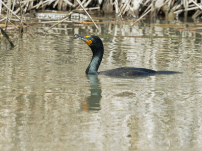 Double-crested Cormorant