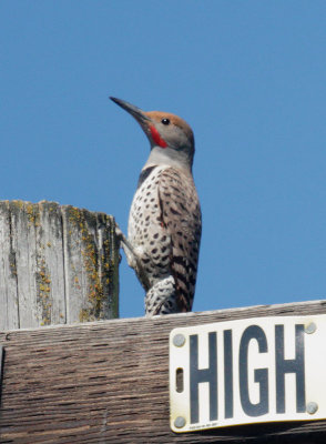 Northern Flicker, Red-shafted male
