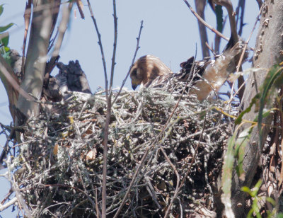Red-shouldered Hawk, adult on nest
