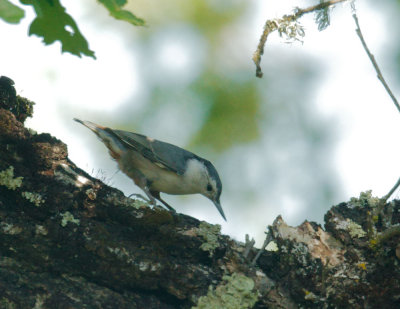 White-breasted Nuthatch