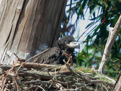 Bald Eagle, nestling 5/5/17
