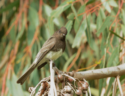 Black Phoebe, juvenile