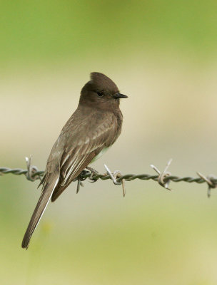 Black Phoebe, juvenile