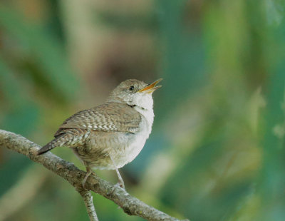 House Wren, male singing