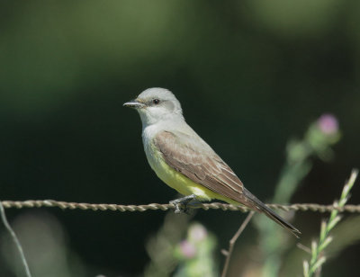 Western Kingbird