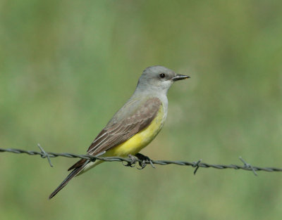 Western Kingbird