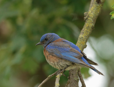 Western Bluebird, male